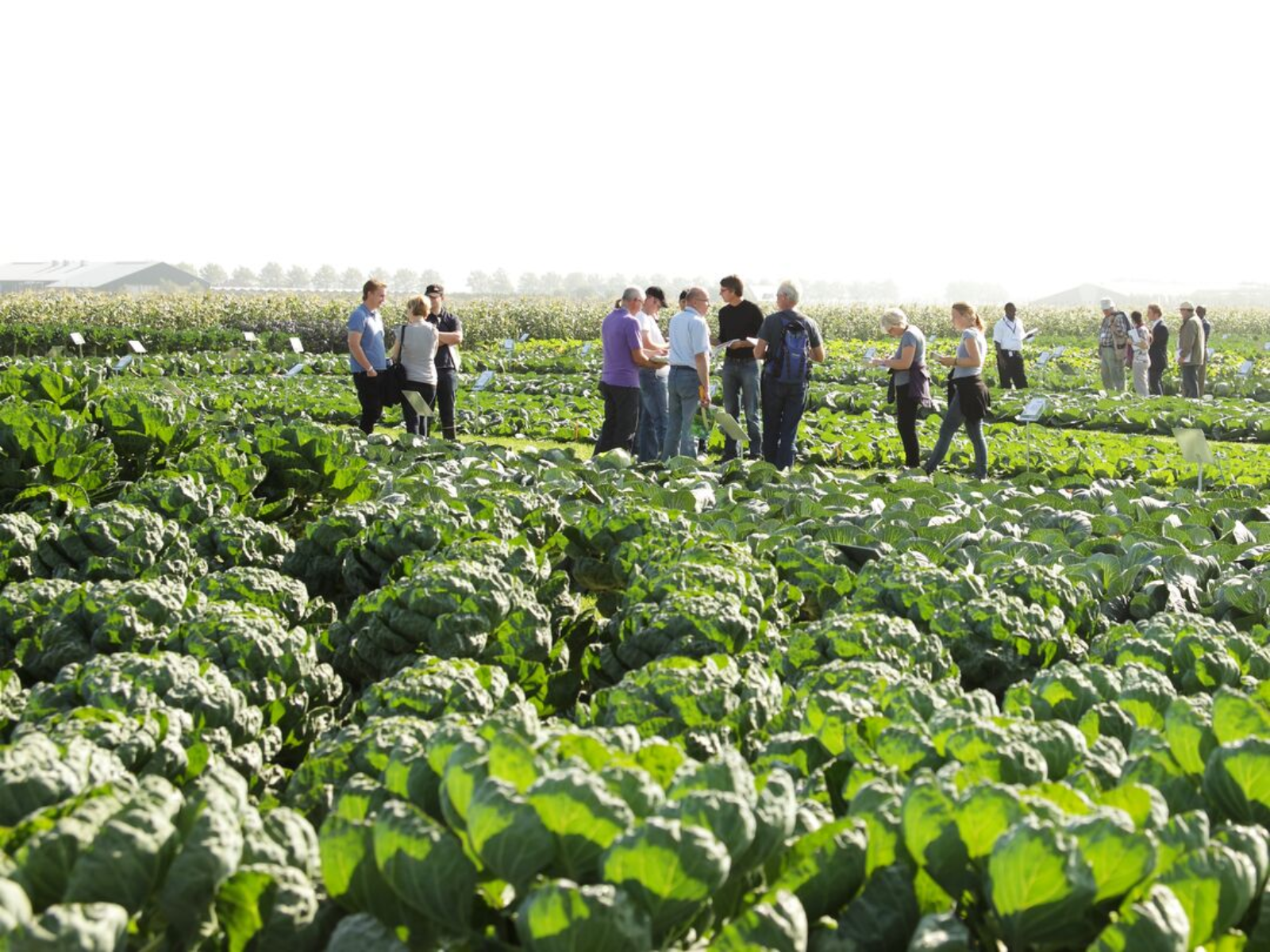 Associados Agrojor poderão participar de ciclo de webinars da IFAJ