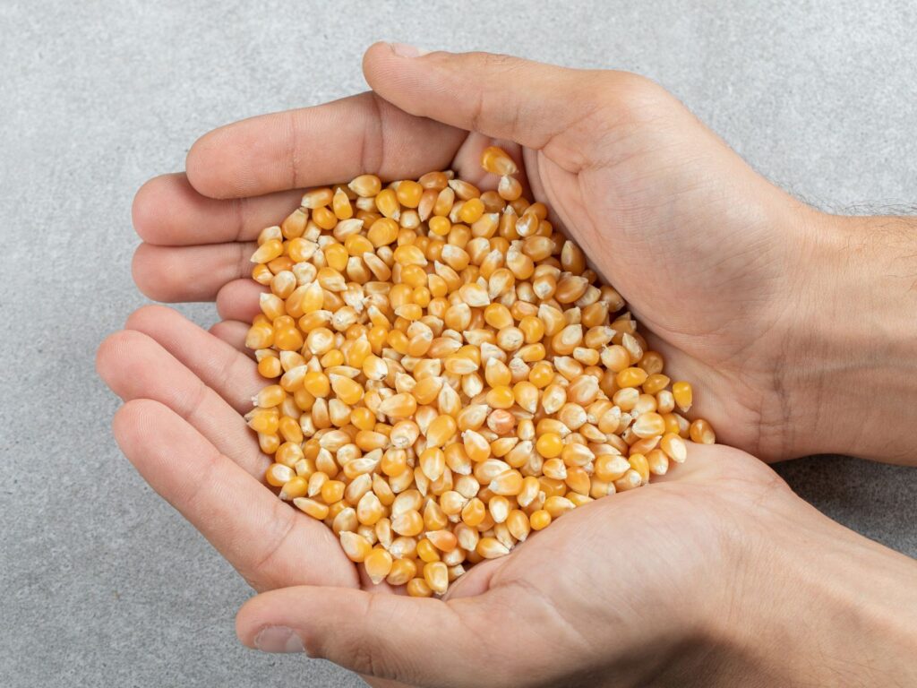 Congresso de Sementes vai reunir lideranças do setor