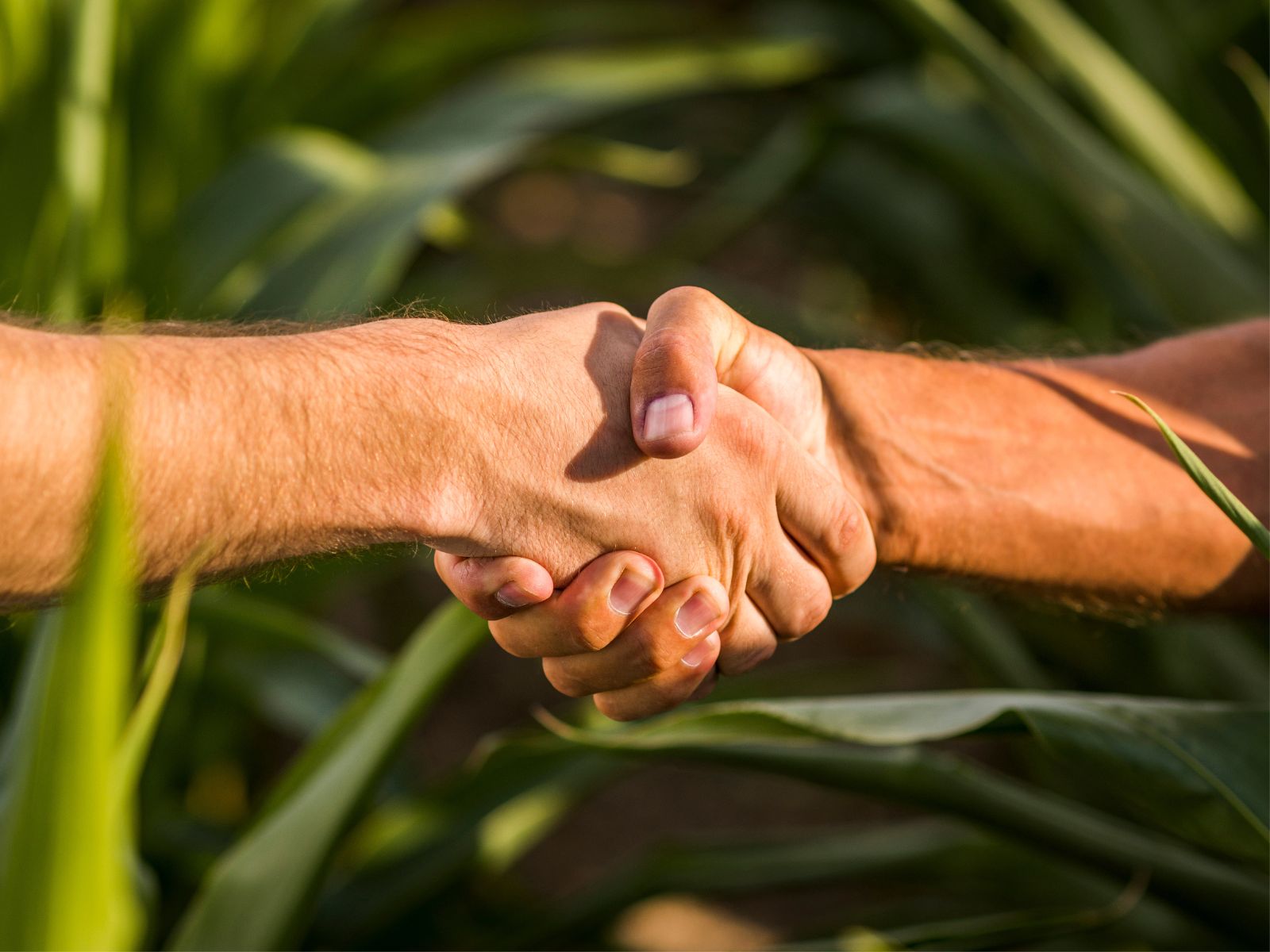 Agrojor promove webinar internacional