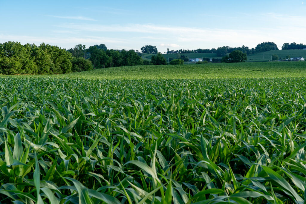 A closeup shot of a large green corn field